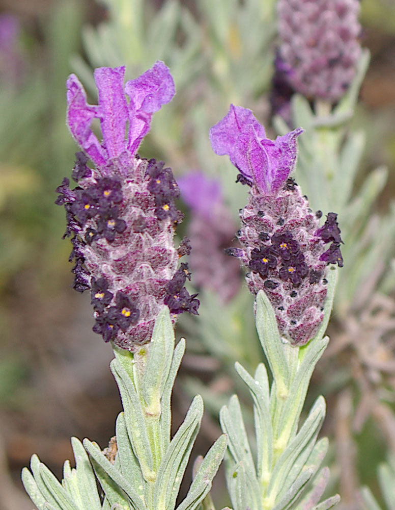 Lavandula stoechas/Lavanda steca